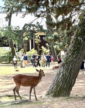 奈良公園と鹿 - ふだん着日和