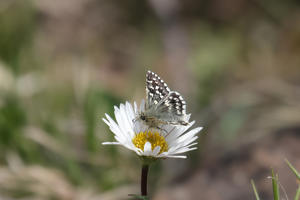 ヒメチャマダラセセリ - Lycaenidaeの蝶鳥撮影日記