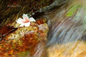 渓流に落ちた花…Ⅴ ＊＊ - ふわふわ日和
