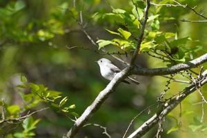 新緑の軽井沢野鳥の森（５）（ミソサザイなど） - 四季の野鳥撮影ノート