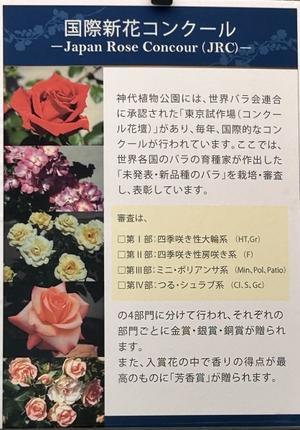再び神代植物公園・ばら園 - 青山〜チトフナぱせり日記