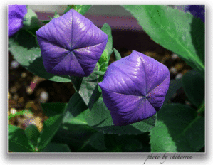 紫の紙風船 - ちほりごと@．．ｏＯ○