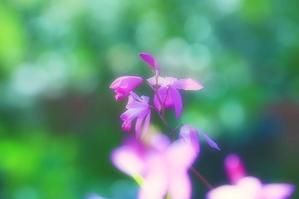 紫ラン＆白花紫ラン - 四季の草花に魅せられて。