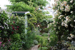 ５月の庭　ギスレーヌフェリゴンドとクレマチス - miyorinの秘密のお庭