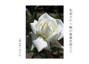 薔薇　その⑤ - ゆきおのフォト俳句