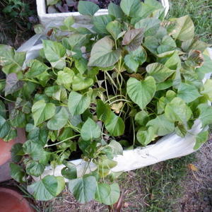 安納芋苗を植える - 山梨県北杜市明野町　ナナミちゃんのお宿日記