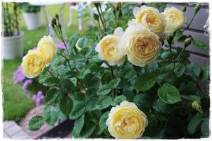  - La rose 薔薇の庭