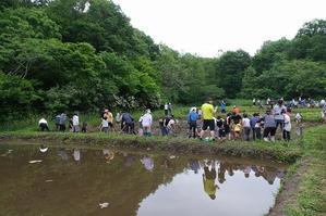 ■　泥んこになって代掻き　　　24.5.19 - 舞岡公園の自然２