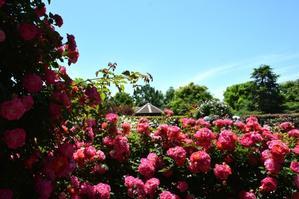 5月18日（土）神奈川県立花菜ガーデンにて「いにしえから続く花の女王の物語」と題したセミナーがありました。 - バラとハーブのある暮らし　Salon de Roses