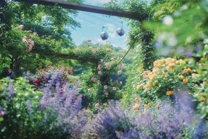 「Lavender & Rose Fair 2024」開催中！ - 神戸布引ハーブ園　ハーブガイド　ハーブ花ごよみ