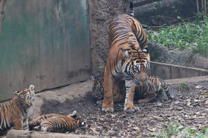 ミンピ母さんを追いかけるスマトラトラの赤ちゃん 「アロナ・アバディ・マクムル」（上野動物園） - 続々・動物園ありマス。