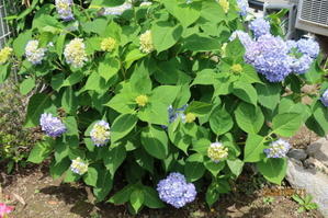 紫陽花が咲き始めた桶川　２０２４．５．２１ - 米沢より愛をこめて・・