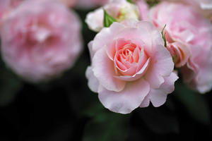 横浜イングリッシュガーデン　薔薇　２ - 生きる。撮る。