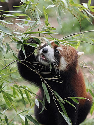笹の葉を食べるレッサーパンダ - 動物園放浪記