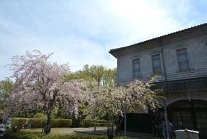 2丁目 枝垂れ桜のシャワー - 明治村が大好きな、とある村民のブログ