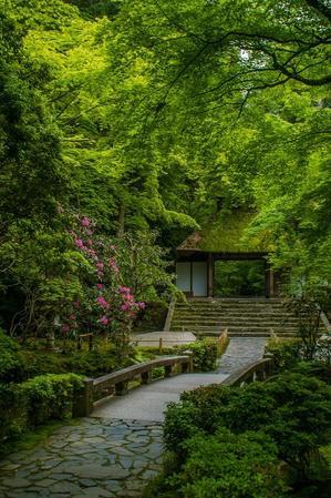 法然院～新緑と石楠花 - 