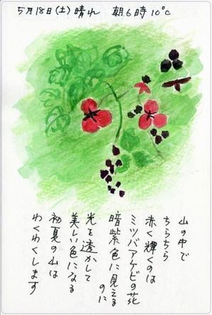 「ミツバアケビの花」 - 絵日記日和