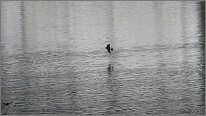 イワツバメ　湖上を飛び交う（動画） - 野鳥の素顔　＜野鳥と日々の出来事＞