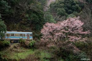 四国の桜　13　拾った風景 - toshi の ならはまほろば