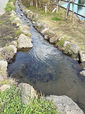 ある風景：Shirahata pond, Yokohama@Apr.2024 #3 /fin - MusicArena