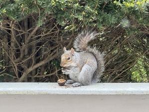 Squirrel and Walnuts (リスと胡桃) - ファルマウスミー