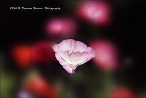 私の見たい花景色　３ - Photo.Color