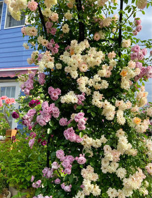 雨上がりのガーデンで花殻カットに追われる♪と、バラ選びにはかなり時間をかけます♡ - 薪割りマコのバラの庭