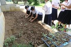 百日草を育てる - 宮古島市立北中学校