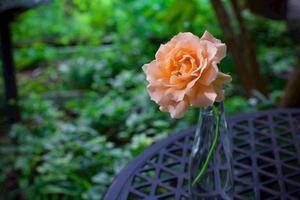 紅茶の香り、杏色の薔薇（ポルカ） - 世話要らずの庭
