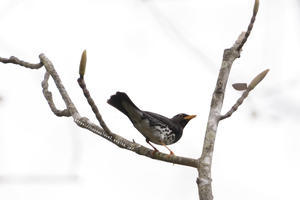 信越自然郷の鳥たち　クロツグミ - 野沢温泉とその周辺いろいろ２