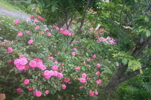 バラ咲く５月の庭 - ととのブログ