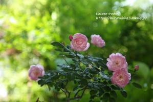 5月末の我が家の庭　＃１　生き残った鉢植えの薔薇①　 - 風の彩りー３
