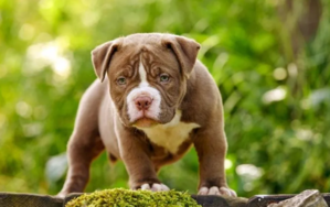 Unveiling the Majestic Bully: Exploring the World of Bully Breeds - 
