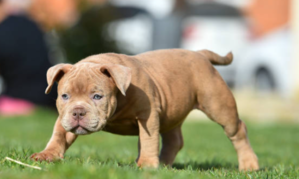 Unveiling the Majestic Bully: Exploring the World of Bully Breeds - 