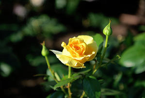 黄色系薔薇-2 - 