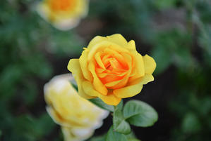 黄色系薔薇-2 - 