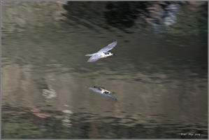 ダム湖のヤマセミ（2024）－２４　飛翔（スライドショー） - 野鳥の素顔　＜野鳥と日々の出来事＞