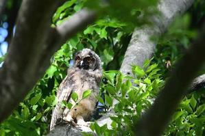 トラフズク(虎斑木莬) - azure 自然散策 ～自然・季節・野鳥～