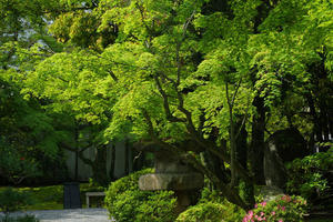 24.05.02：友泉亭公園で新緑など１ - 純さんのスナップショットで四季彩歳