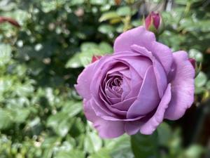 旅立ちの朝に - My garden ~ 小さな薔薇庭の12か月
