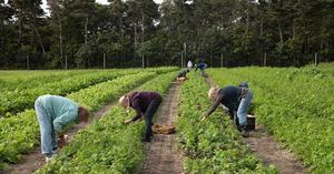 Harvesting Sustainability. The Organic Farming Revolution - 