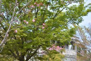 1丁目の花たち ある晴れた春の日 - 明治村が大好きな、とある村民のブログ