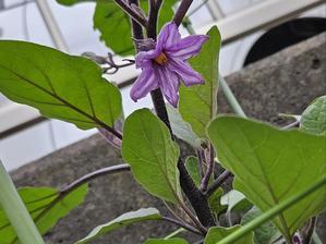 【家庭菜園】マー坊（へびなす）の花が咲きました！ - 白い羽☆彡静岡県東部情報発信・・・PiPiPi♪