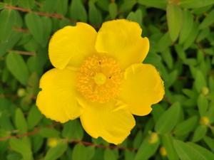 黄色い花 - 