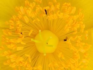 黄色い花 - 