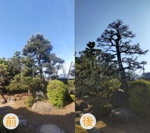 京都市庭木剪定　 ～ 庭 佳niwaka ～　庭木1本からの植木屋