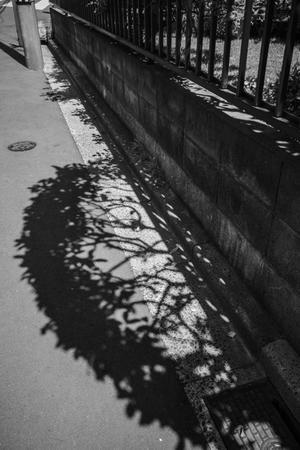 5.27.2024　street - photolog ミヤコワスレ　