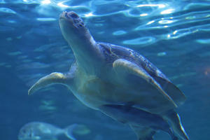 しながわ水族館「トンネル水槽」～アオウミガメに張り付くコバンザメ（January 2022） - 続々・動物園ありマス。