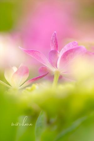 紫陽花はじまりはじまり。 - MIRU'S PHOTO