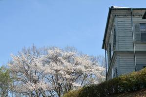 3丁目 神戸山手西洋人住居サクラたち - 明治村が大好きな、とある村民のブログ
